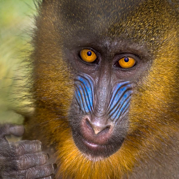 A fine art photograph of a Mandrill from Gabon